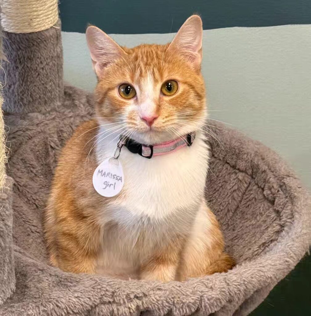 Meows Corner