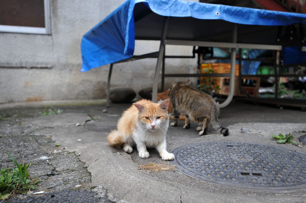 cats in Minakami