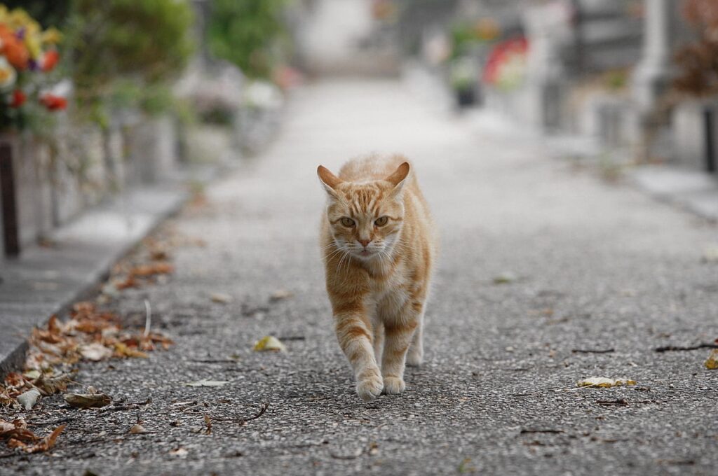 Montmartre Cemetery stray cats