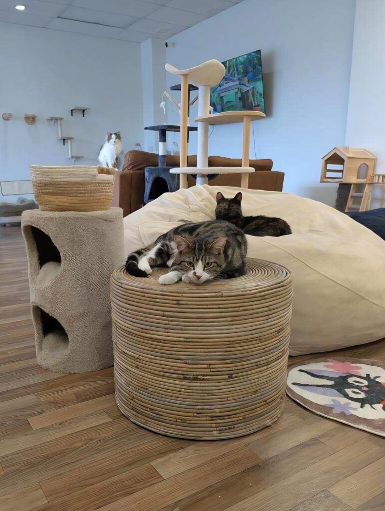 Mugs 'N Mittens Cat Cafe in Fairmont