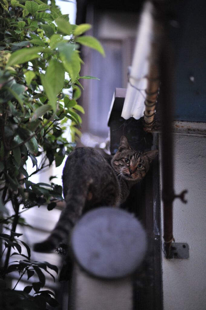 friendly cat in Nara