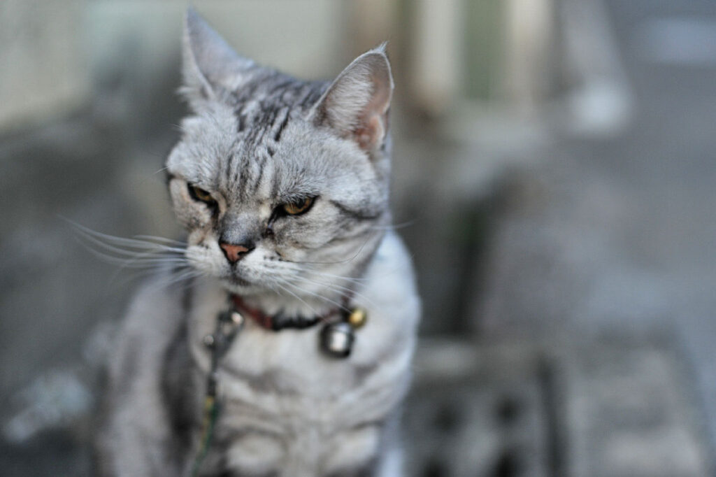 a grumpy cat in Nara