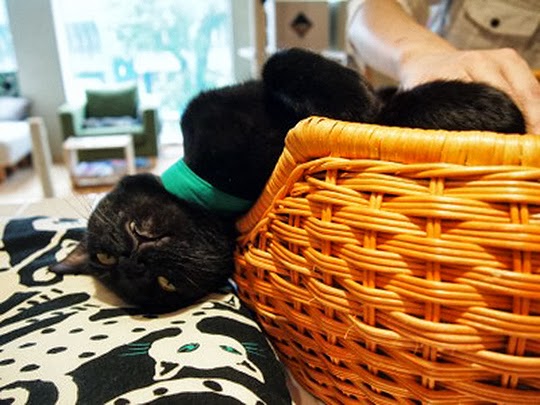 nekobiyaka cat café