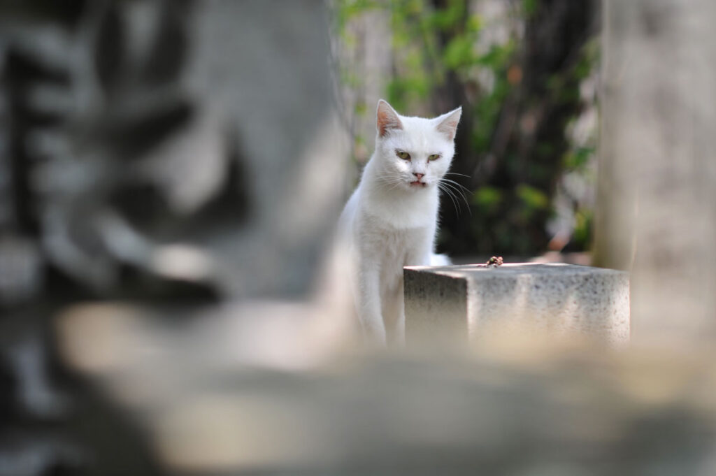 Numazu cemetery cat