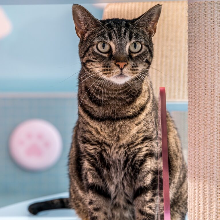 Ohio Cat Cafes