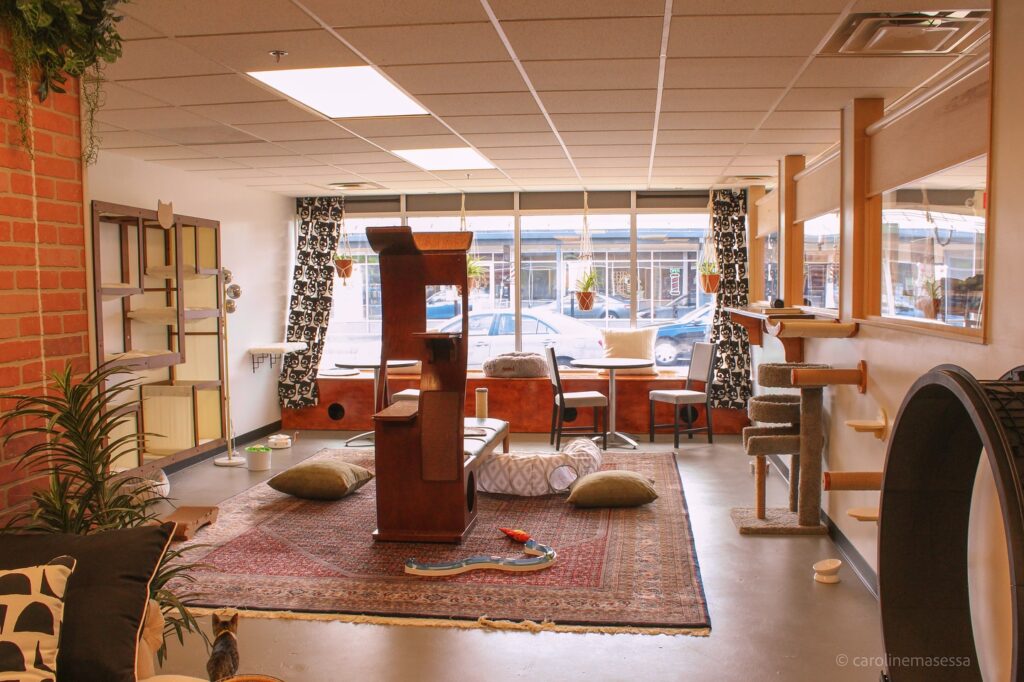 Queen City Cat Lounge