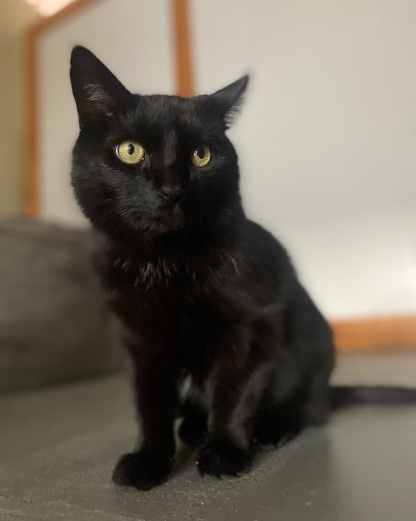 Queen City Cat Lounge in Burlington