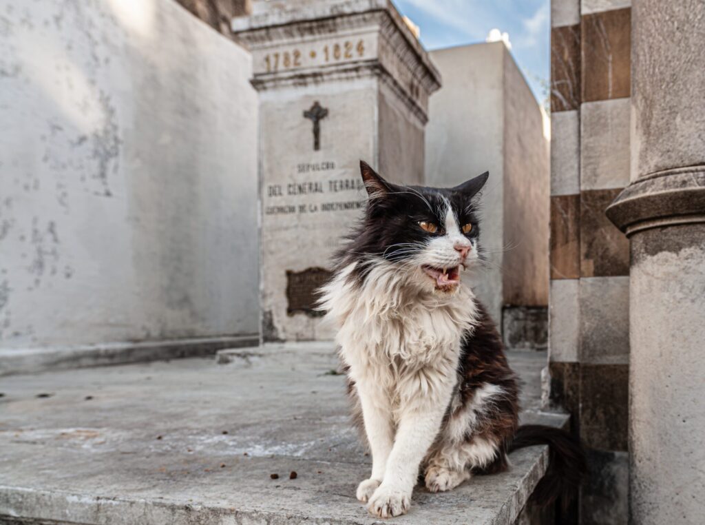 Recolate Cemetery cat