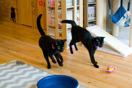 running black cats