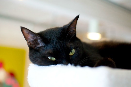 sleeping black cat