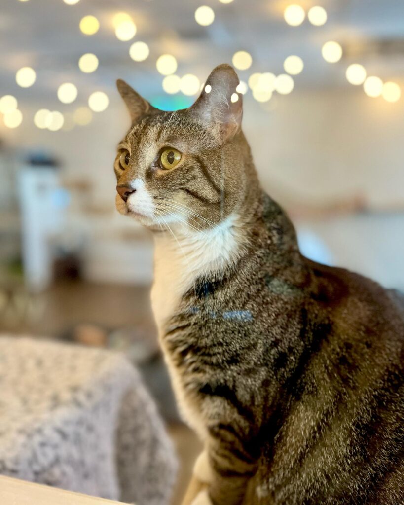Tabby and Fido's Cat Cafe in Bowling Green