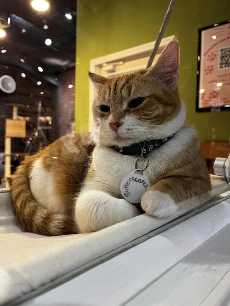 Butterscotch of The Chatty Catty Cat Cafe in Zanesville Ohio