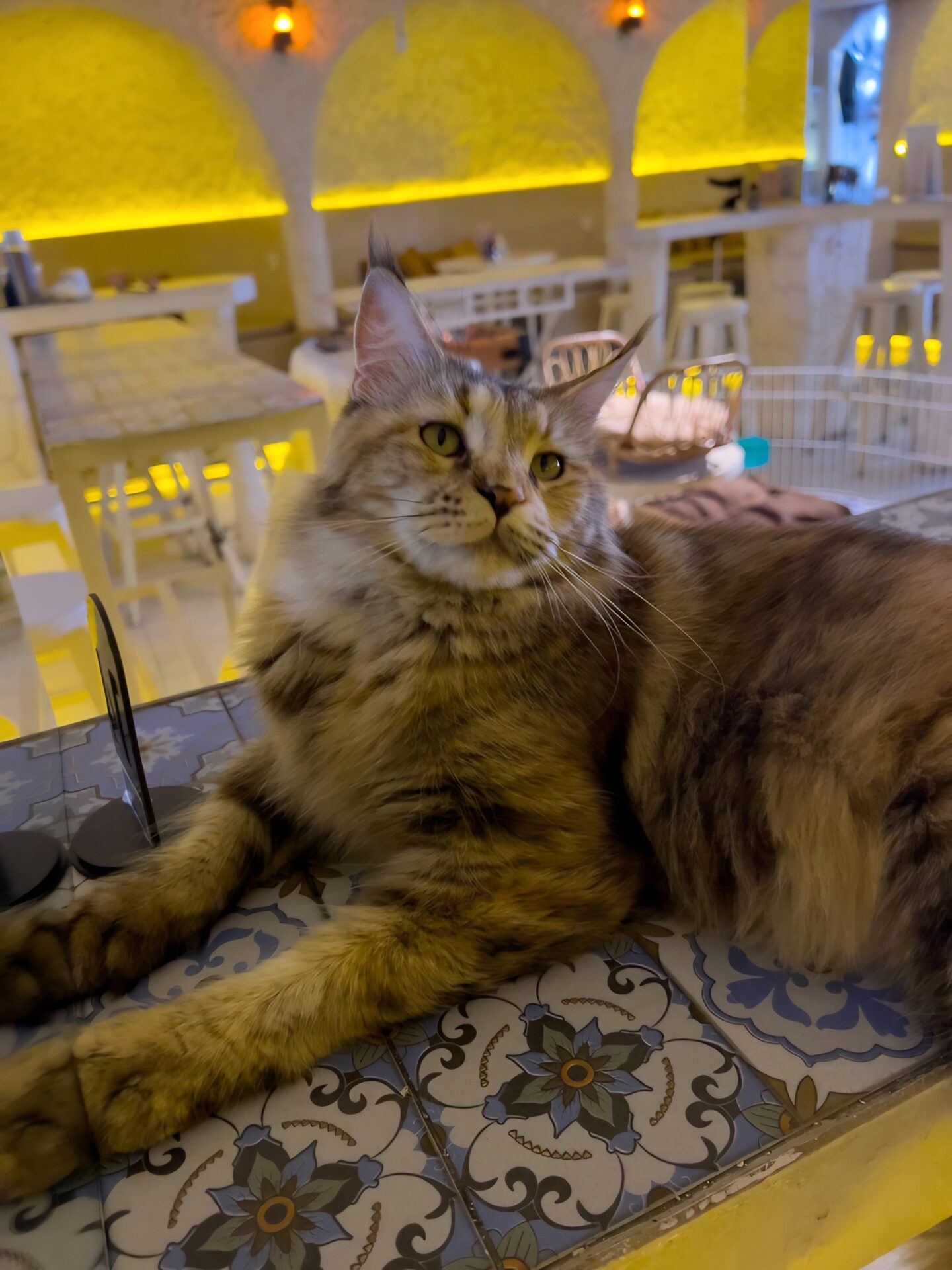 The Goa Cat Cafe in Bali