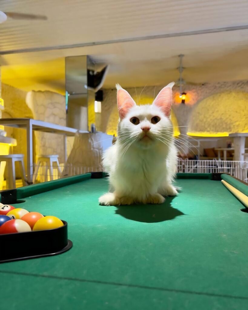 The Goa Cat Cafe in Canggu in Bali