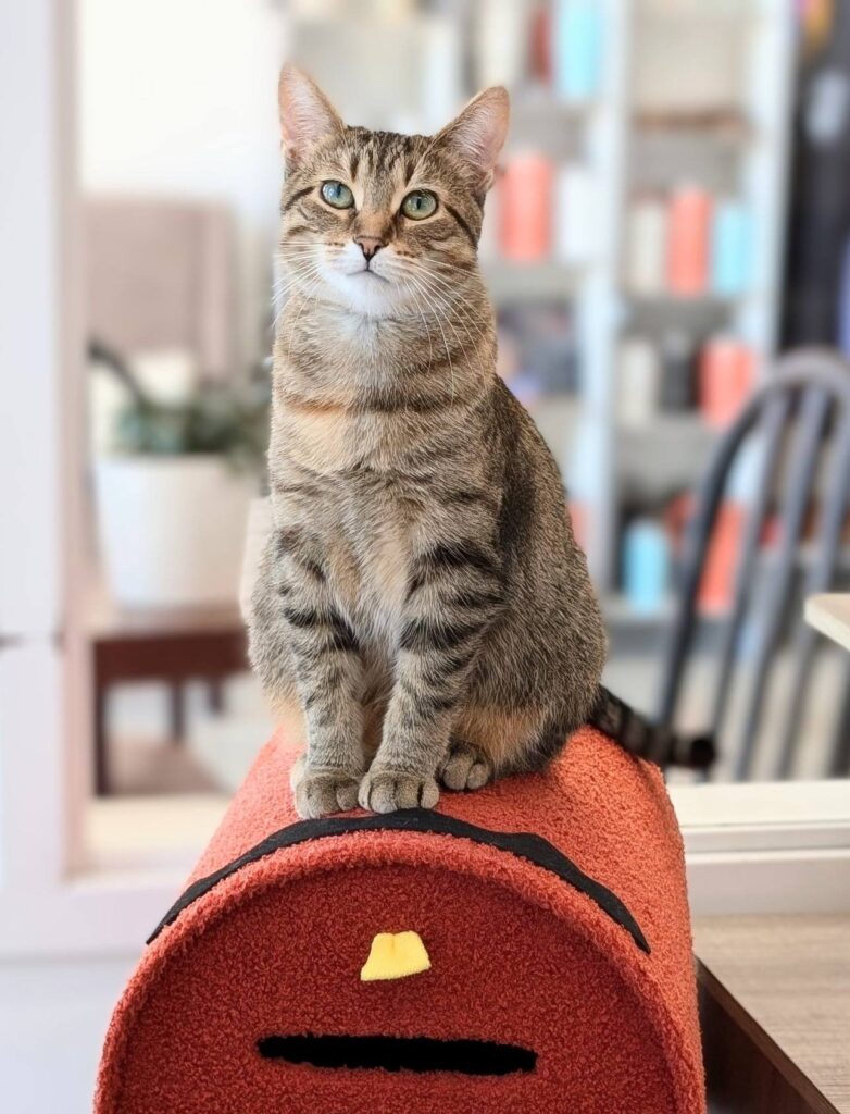 The Pawffee Shop Cat Café in Appleton
