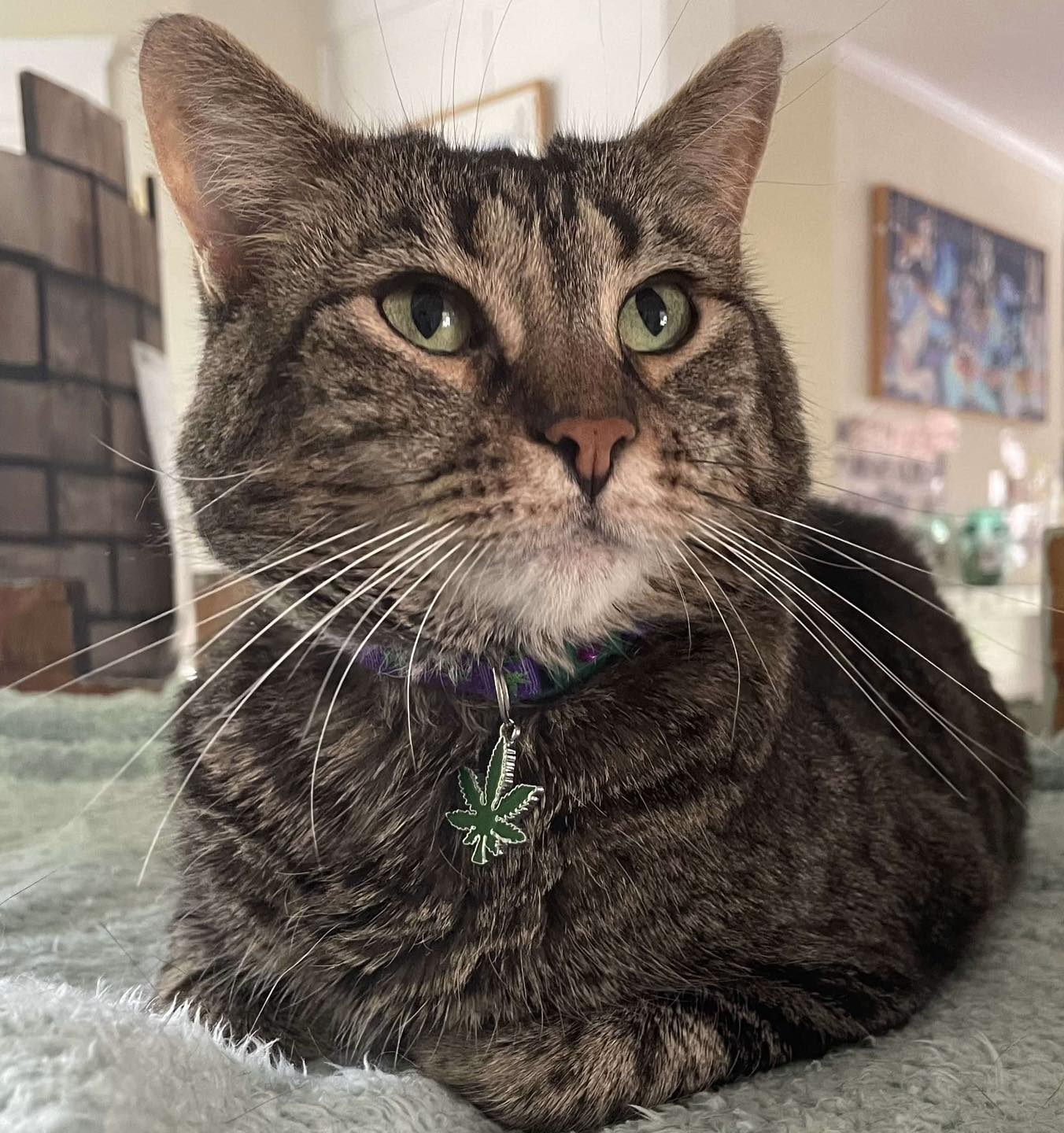 a tabby from Give Purrs a Chance, one of the West Virginia cat cafes