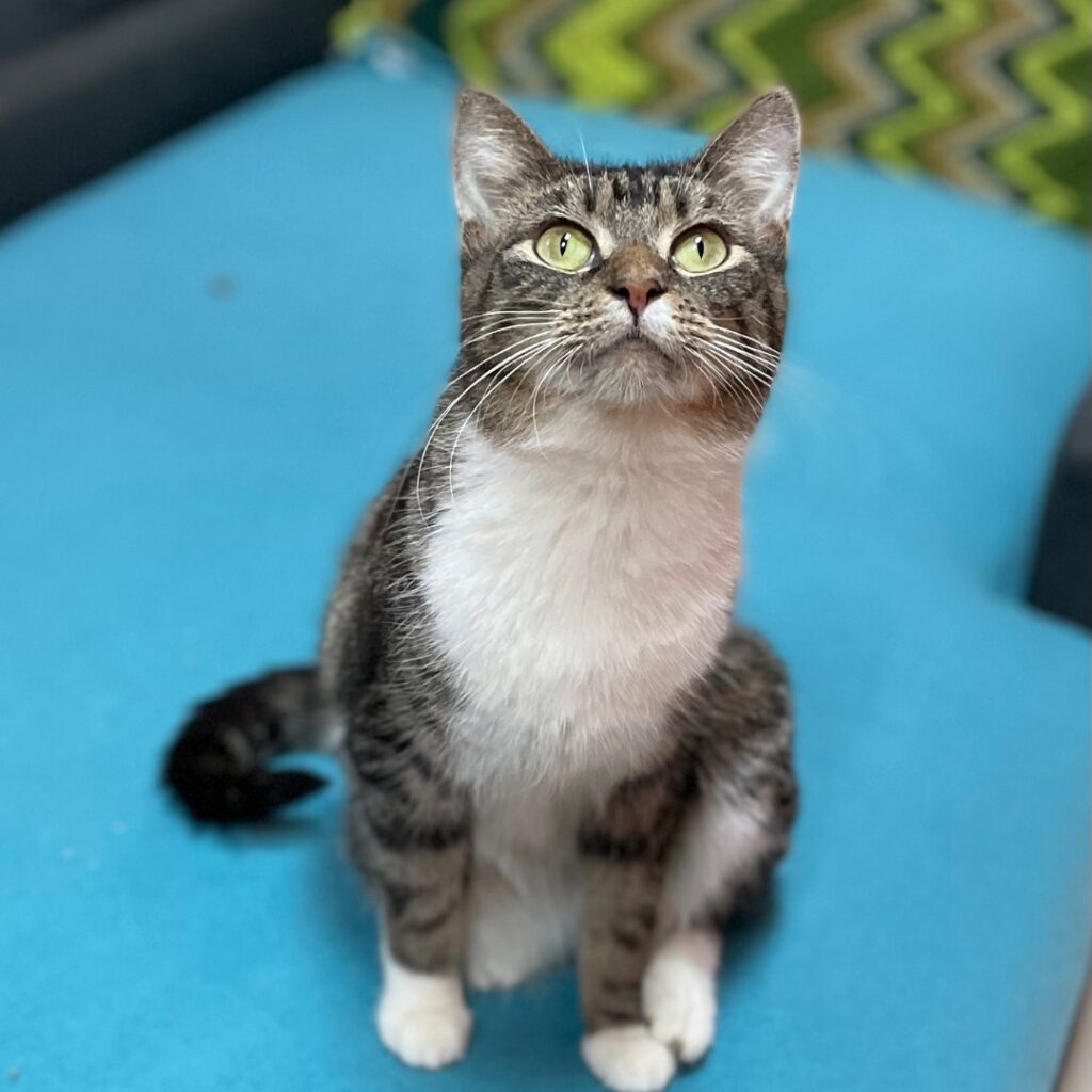 Whiskers Cat Lounge in Akron