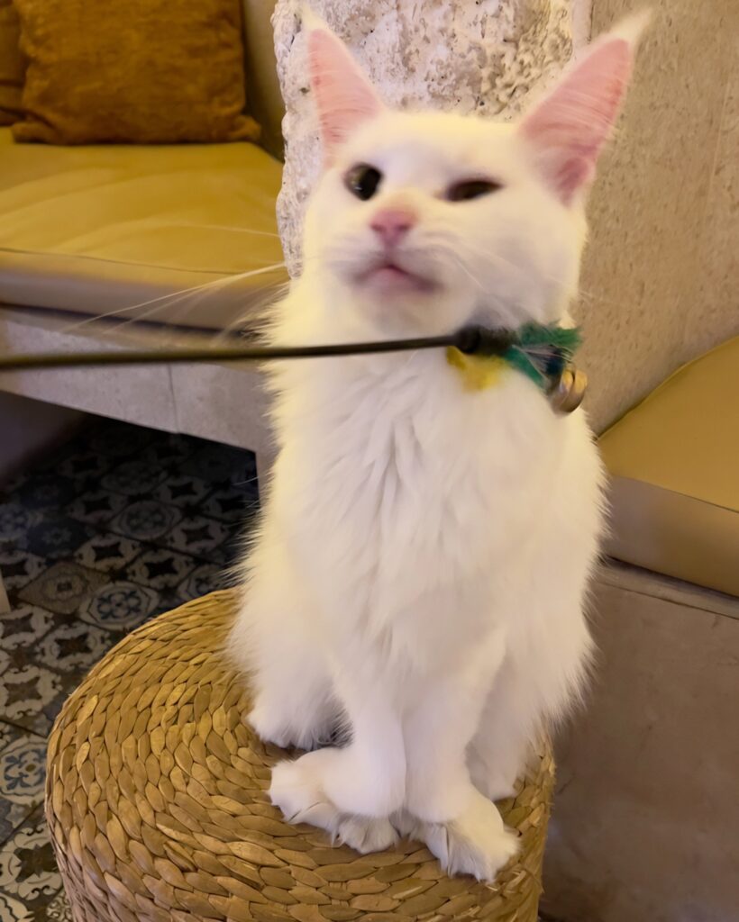 white polydactyl cat at The Goa in Canggu