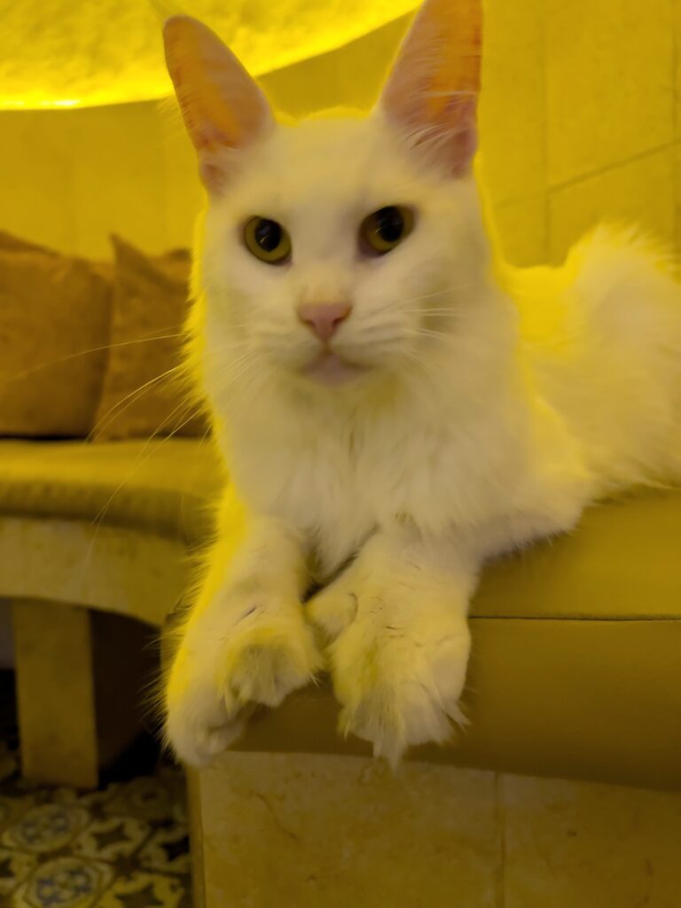 white polydactyl Maine Coon cat