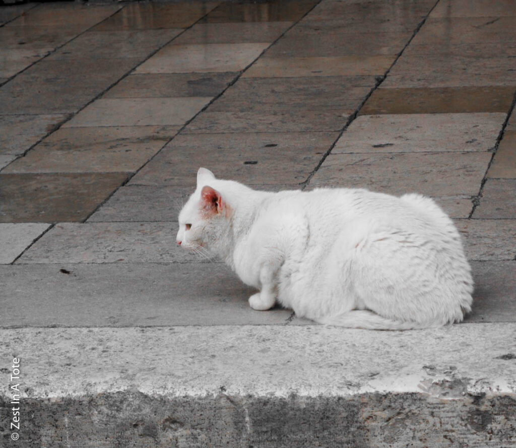 white cat in Dubrovnik Old Town