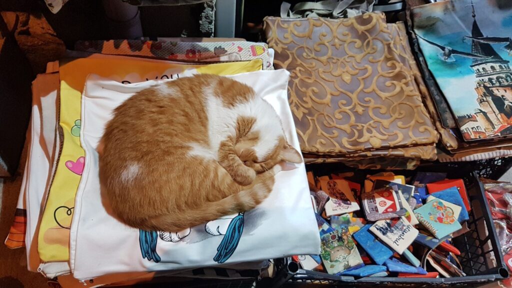 sleeping shop cat of Istanbul