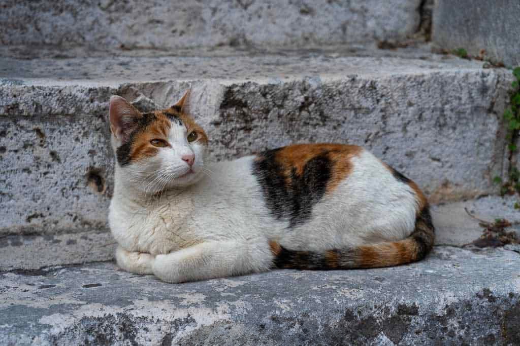 cat in Sibenik Croatia
