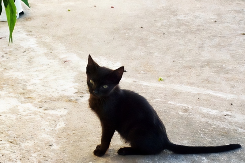 Aljustrel cat
