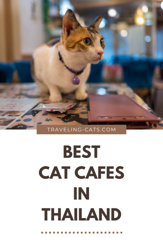 best cat cafes in Thailand