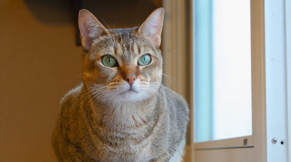 biggest cat cafe in Japan