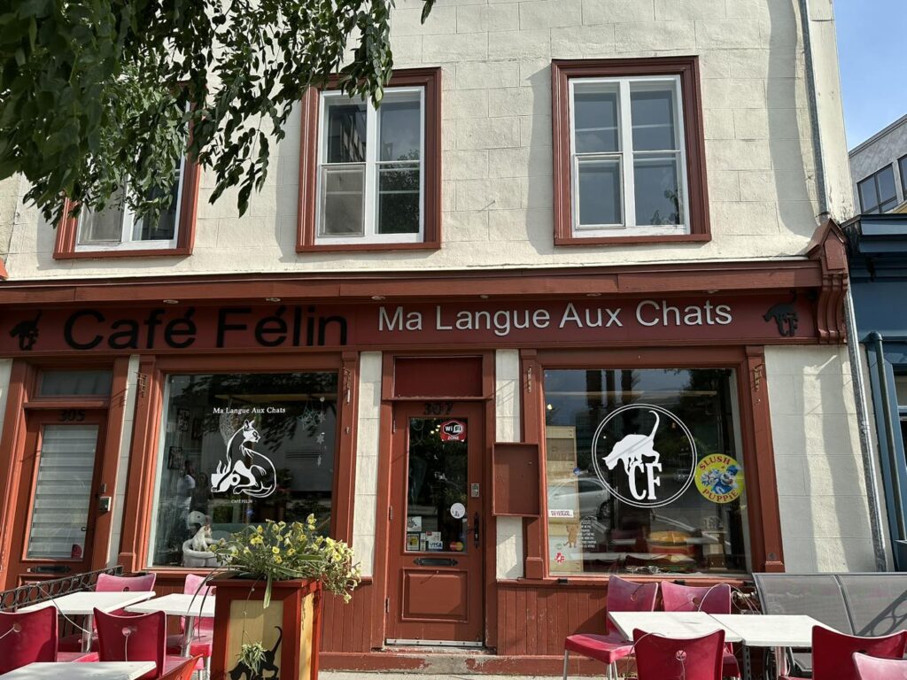 Café Félin Ma Langue Aux Chats in Quebec City