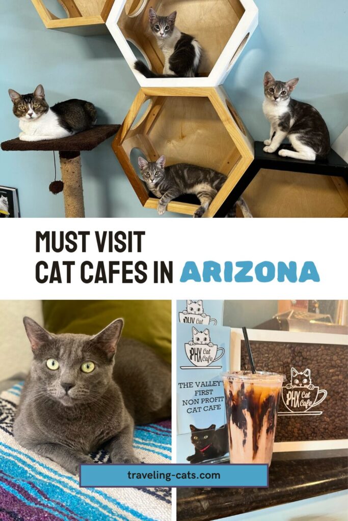cafés for cat lovers in Arizona