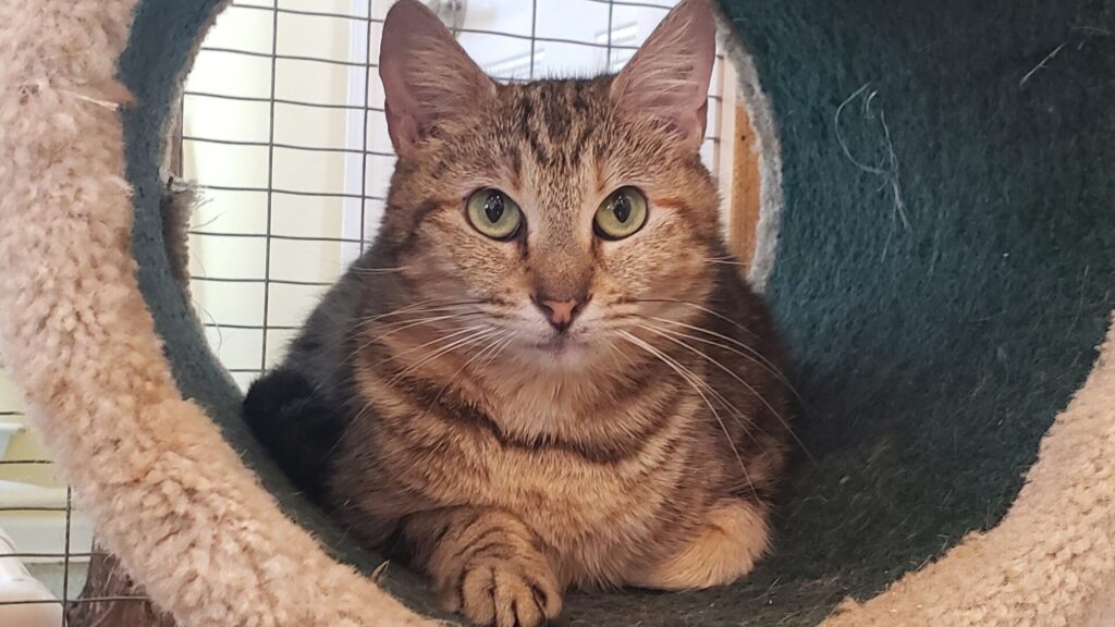 Calico Cat Cafe
