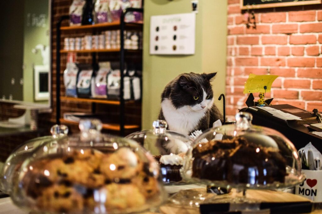 cat cafe Montreal