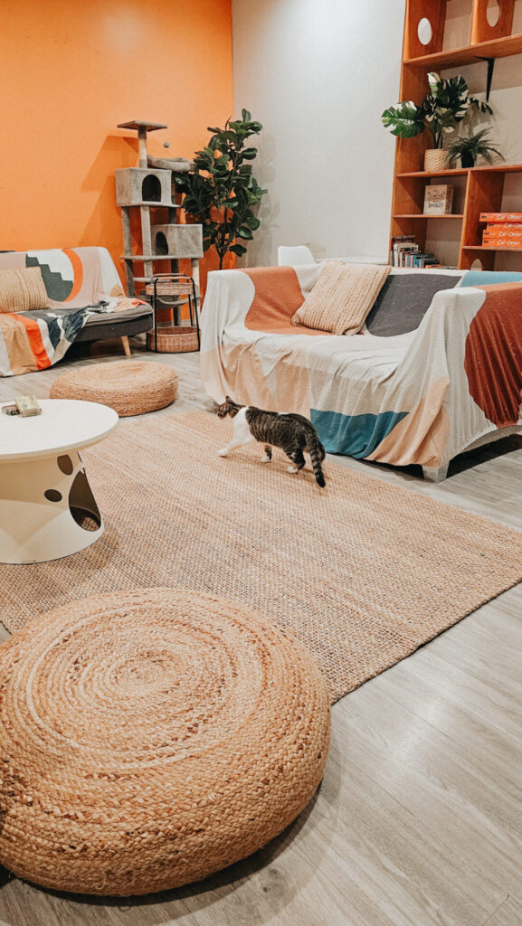 Cat Café on Whyte in Edmonton, Alberta