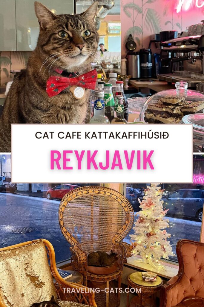 cat cafe Reykjavik