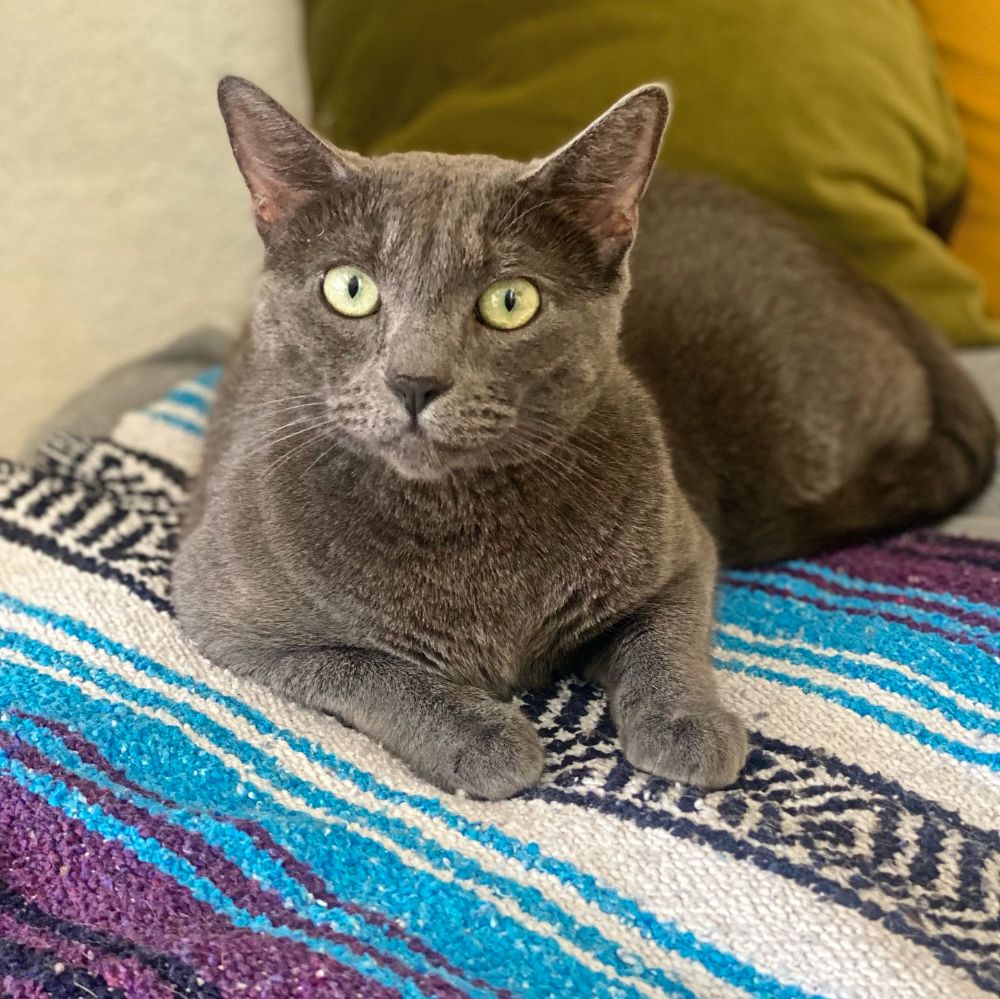 El Jefe Cat Café in Tuscon