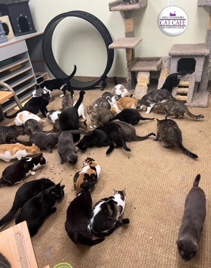 Miss J.La's Fur Babies Cat Café in Winnipeg