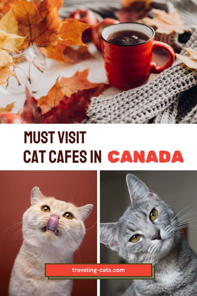 cat cafes in Canada