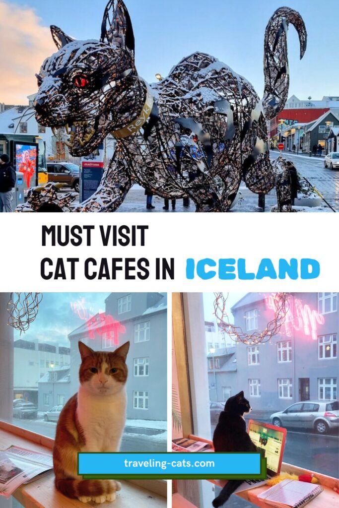 cat cafes in Iceland