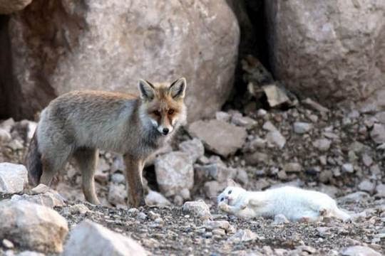cat and fox best friends