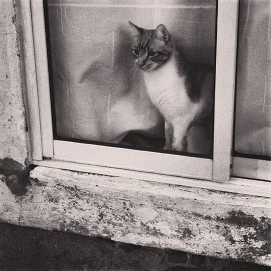 cat in window black and white picture