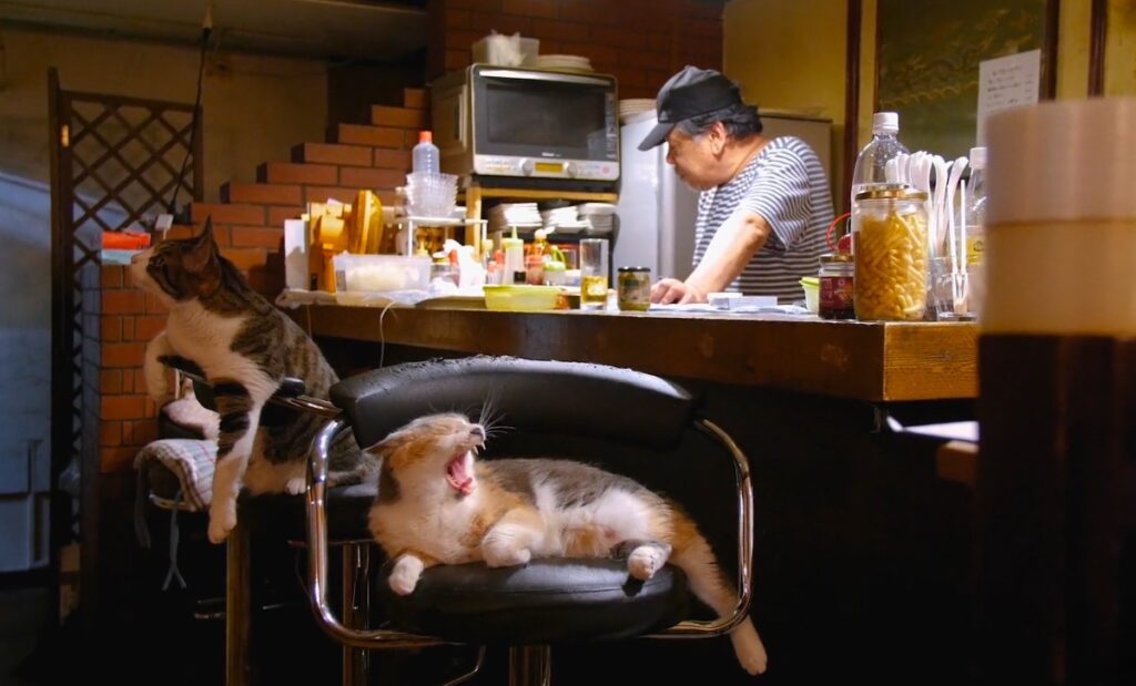 cat pub in Japan