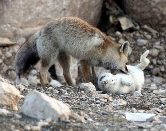 cat and fox playing