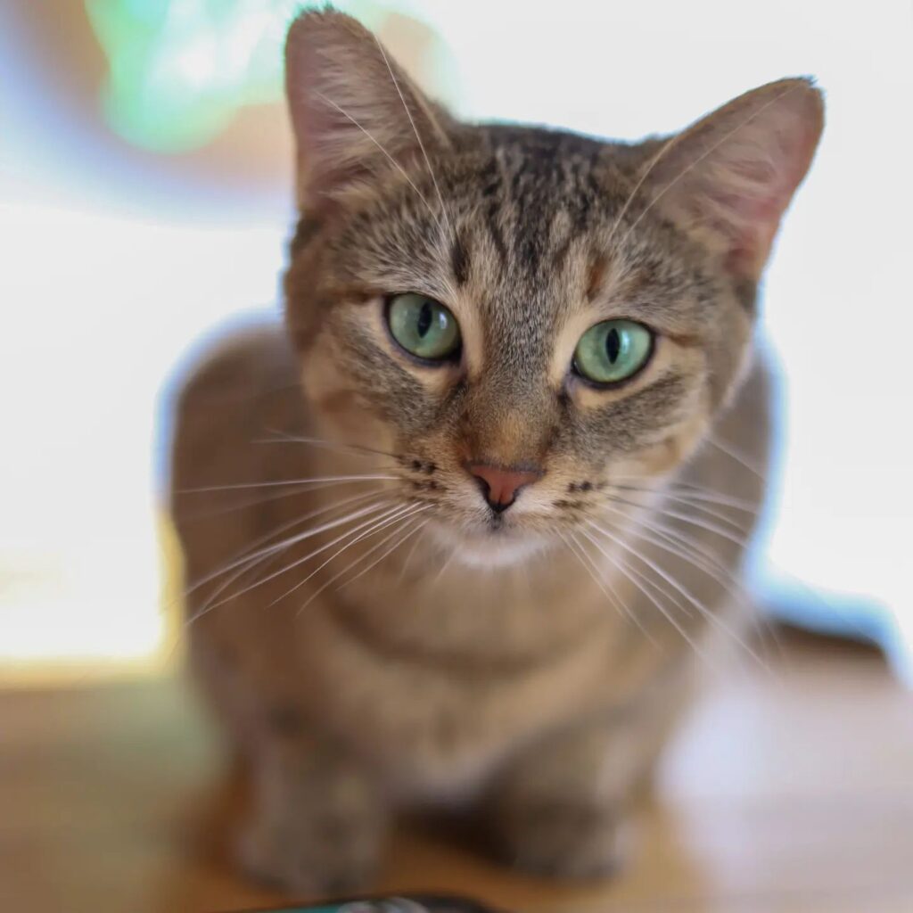 Catfé Vancouver