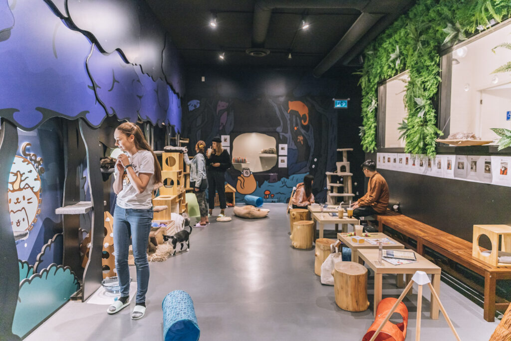 Catoro cat cafe in Vancouver, Canada