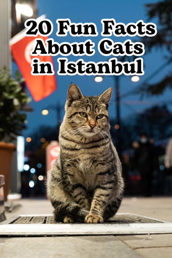 cats in Istanbul