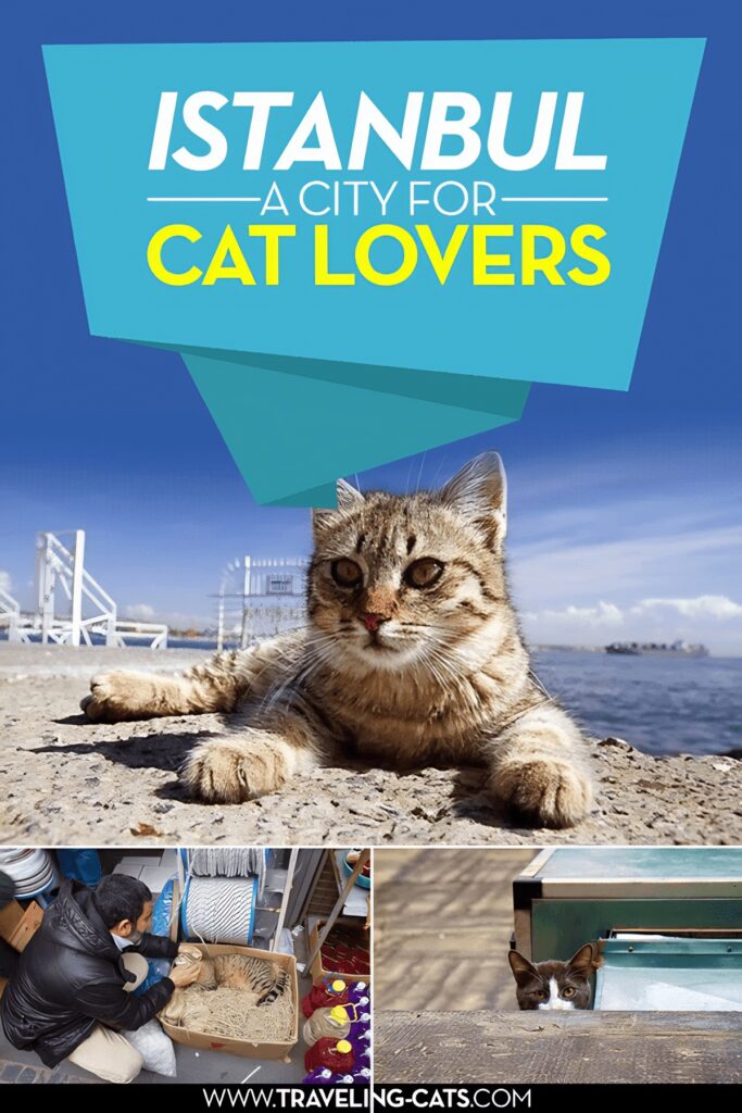 cats of Istanbul