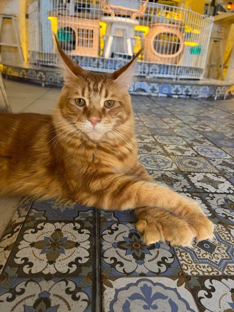 Chico Cat Cafe in Bangkok Thailand