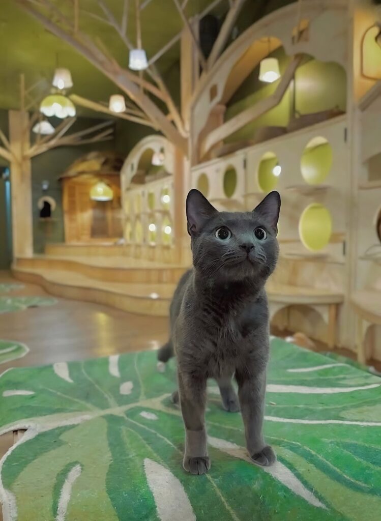 Cleocatra