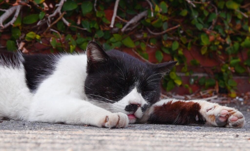 black and white cat with weird moustache in Enoshima